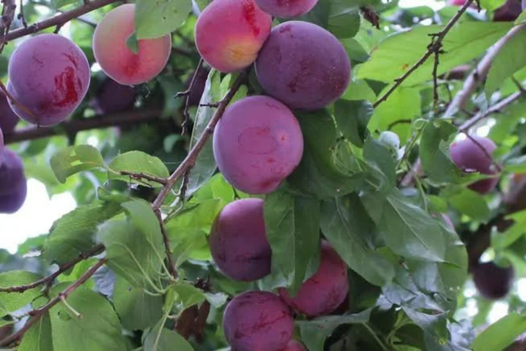 Red Bute Plums Plants